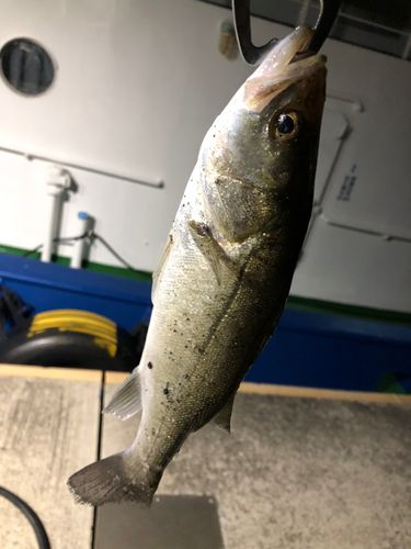 セイゴ（マルスズキ）の釣果