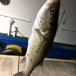 セイゴ（マルスズキ）