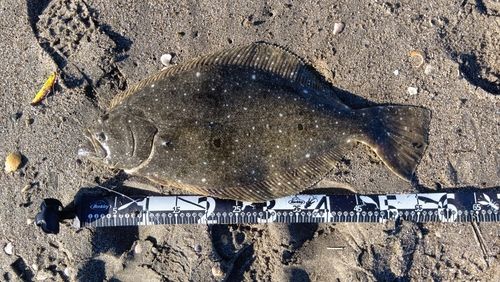 ヒラメの釣果