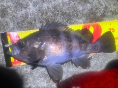 シロメバルの釣果