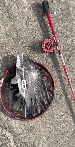 クロダイの釣果