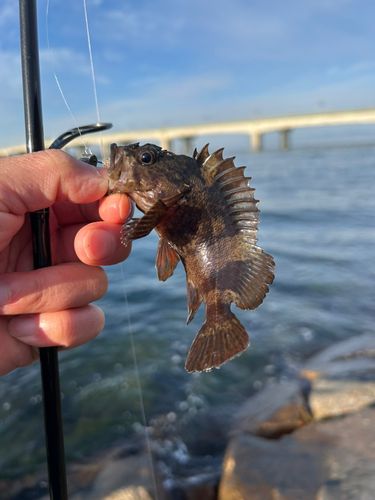 ムラソイの釣果