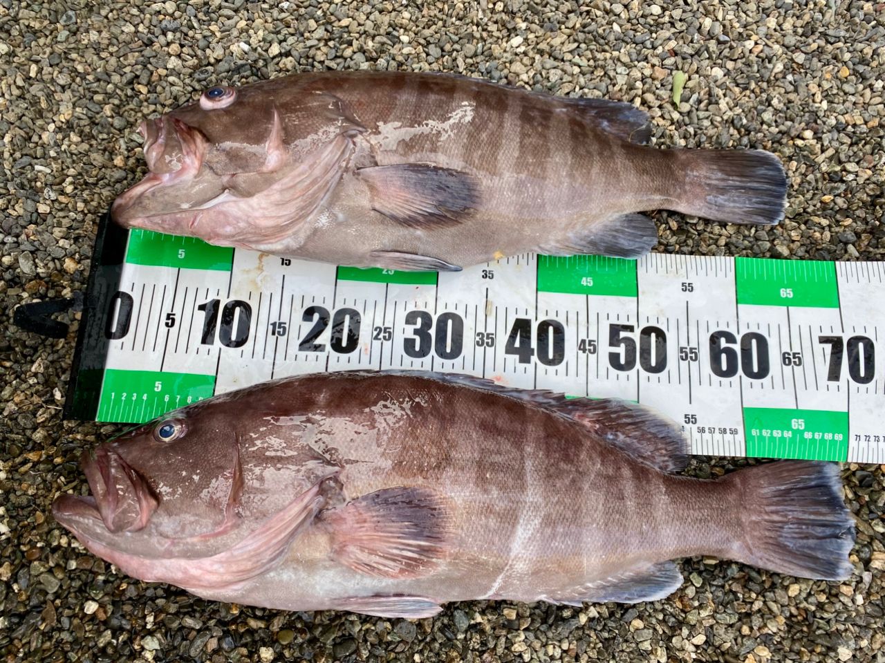 SHIMANO 20ゲーム タイプ J B60-4の最安値・インプレ・釣果 | 本音の