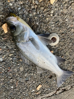 セイゴ（ヒラスズキ）の釣果