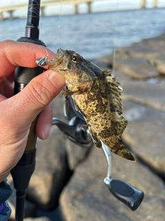 タケノコメバルの釣果