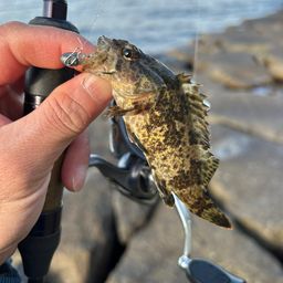 タケノコメバル