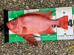 チカメキントキの釣果