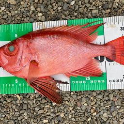 チカメキントキ