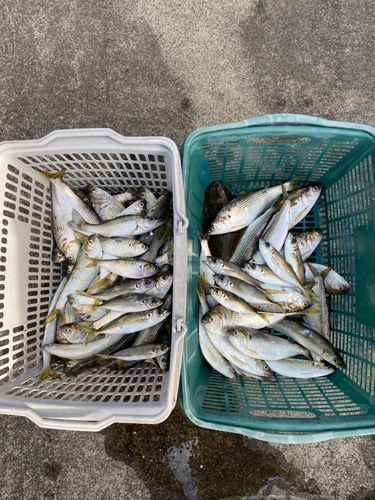 コハダの釣果