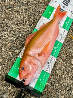 ハチジョウアカムツの釣果