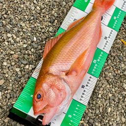 ハチジョウアカムツ