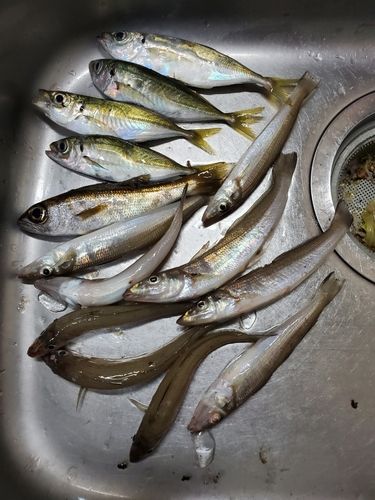マアジの釣果