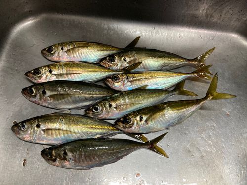 アジの釣果