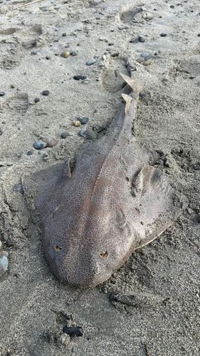 カスザメの釣果