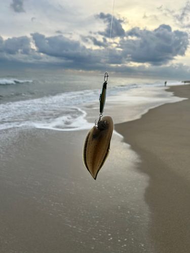 シタビラメの釣果