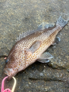 オオモンハタの釣果