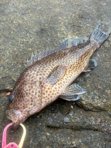 オオモンハタの釣果