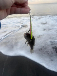 イシモチの釣果