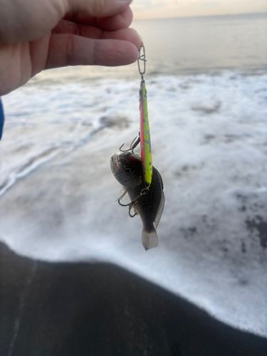 イシモチの釣果