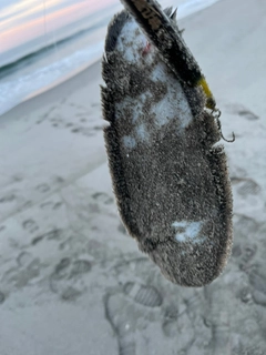 シタビラメの釣果