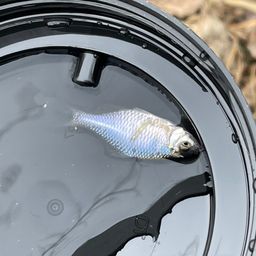 タイリクバラタナゴ