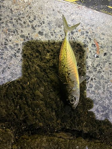 アラカブの釣果
