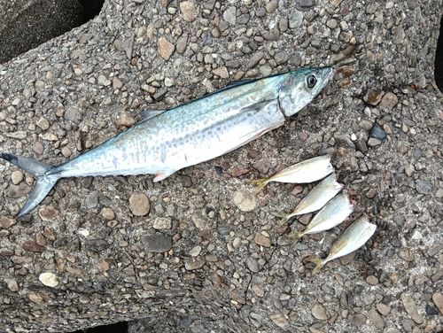 サゴシの釣果
