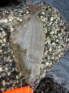 ヒラメの釣果