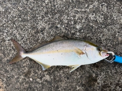 カンパチの釣果