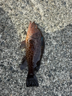 オオモンハタの釣果