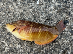 アカササノハベラの釣果