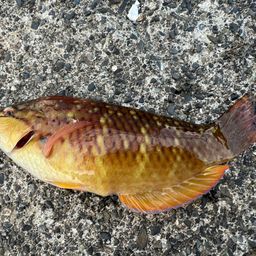 アカササノハベラ