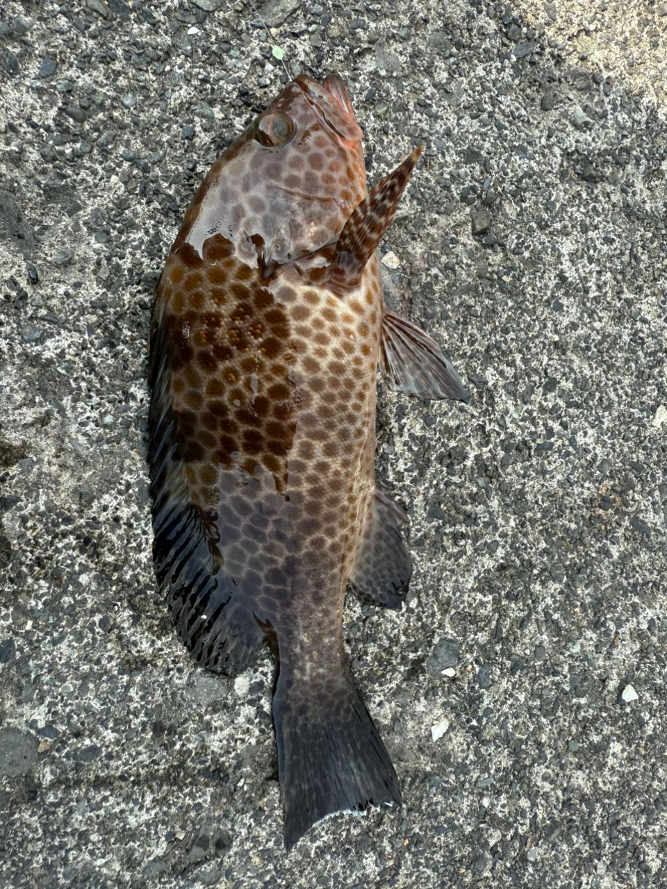 22セフィアBB S89M シマノ 22セフィアBB S89M（スピニング）□梱包サイズ：170