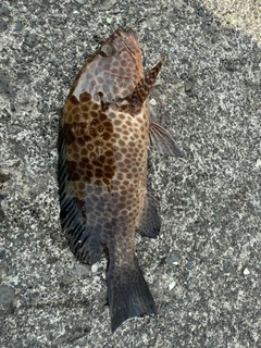 オオモンハタの釣果