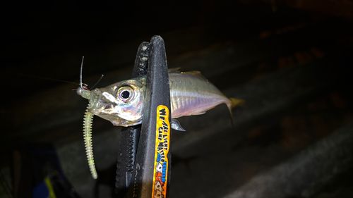 神戸空港親水護岸