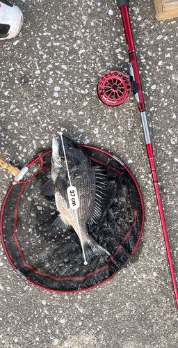 クロダイの釣果