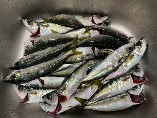 サバの釣果