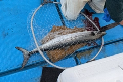 サワラの釣果