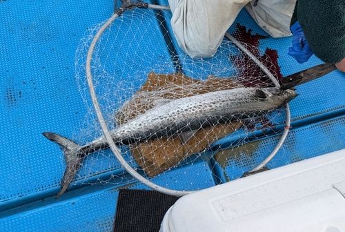 サワラの釣果