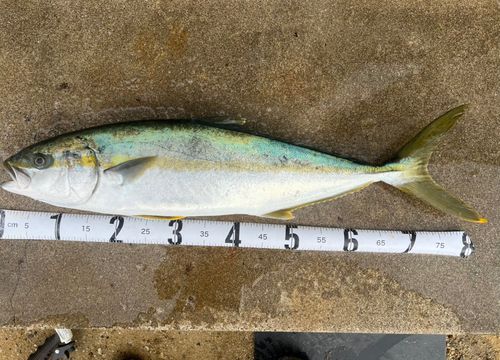 ヒラマサの釣果