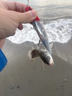イシモチの釣果
