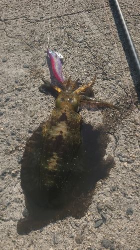 アオリイカの釣果