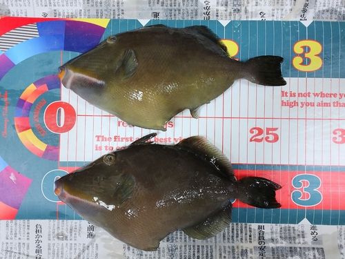 メガネハギの釣果