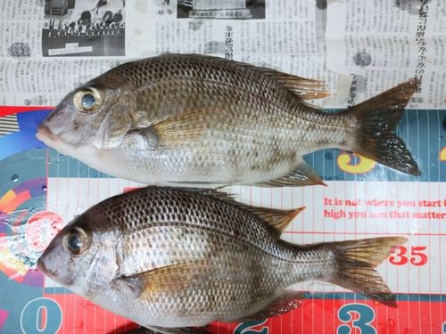 メイチダイの釣果