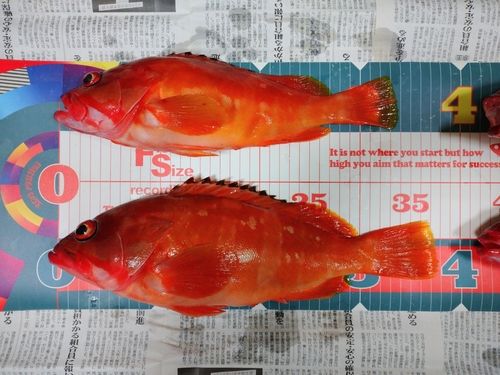 アカハタの釣果