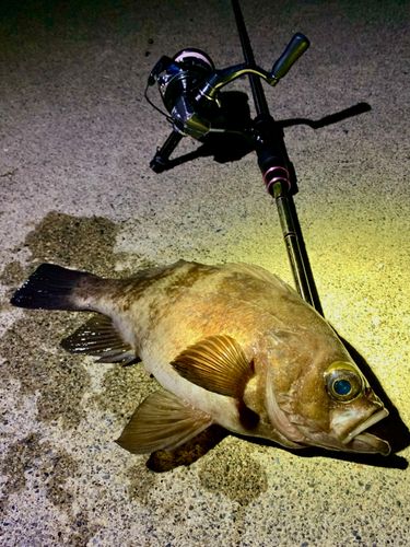 シロメバルの釣果