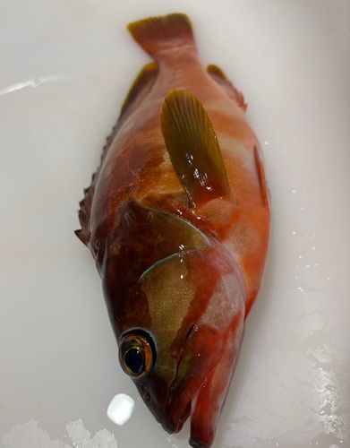 アカハタの釣果