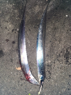 タチウオの釣果