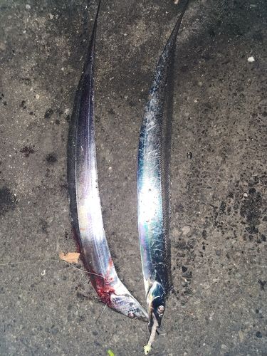 タチウオの釣果