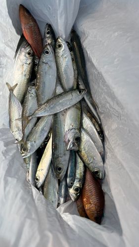 アジの釣果